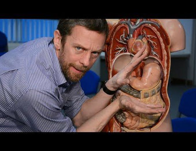 Stomach (anatomy)