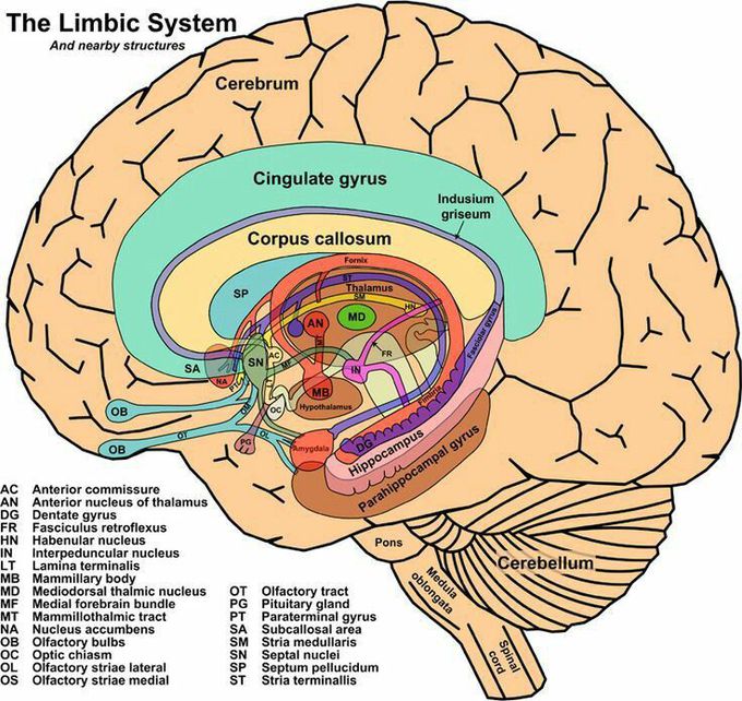 Limbic system of the brain