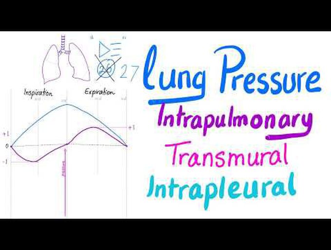 Lung Pressures - Inspiration and 
Expiration