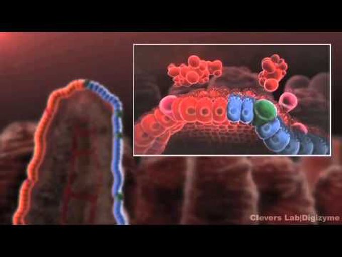 GIT Histology- Intestinal Crypts