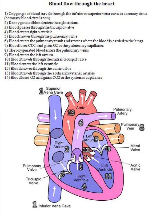 BLOOD CIRCULATION THROUGH HEART