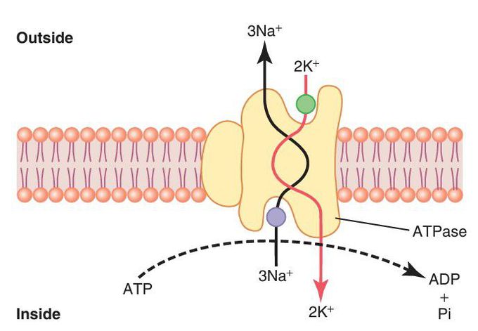 Transport through Na K pump