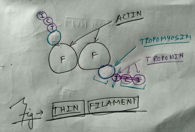 Thin filament of muscle