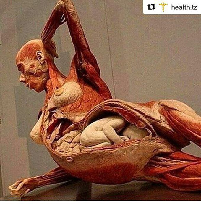 Amazing anatomy