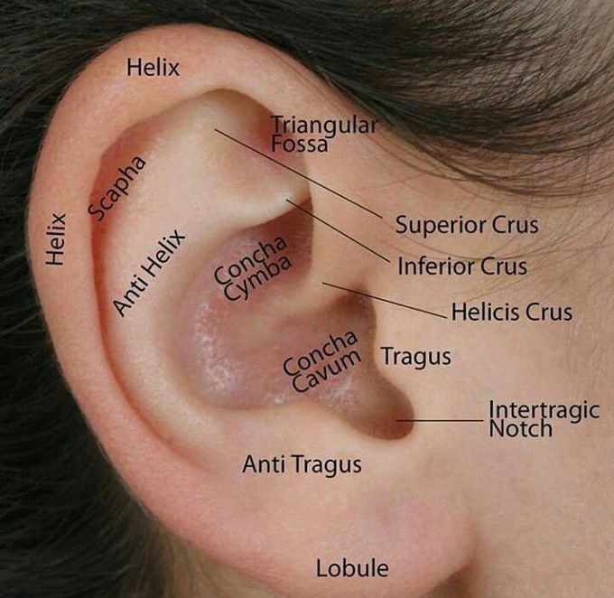 Ear 👂 anatomy