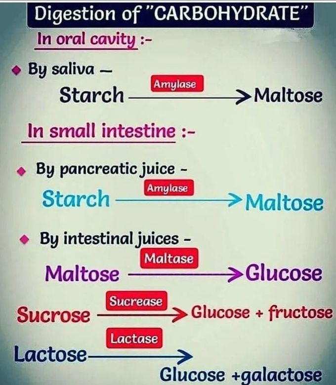 carbohydrates digestion