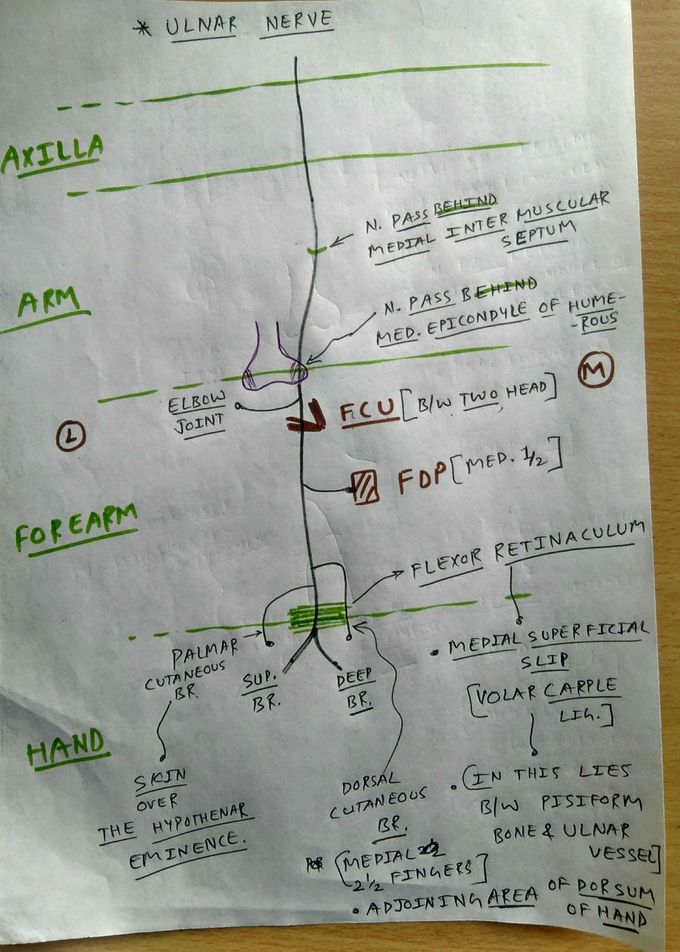 How to draw ulnar nerve