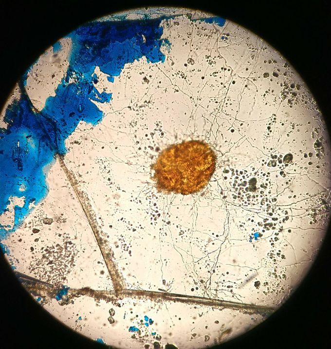 Identify specimen