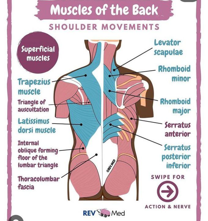 Muscles of the back for shoulder movement