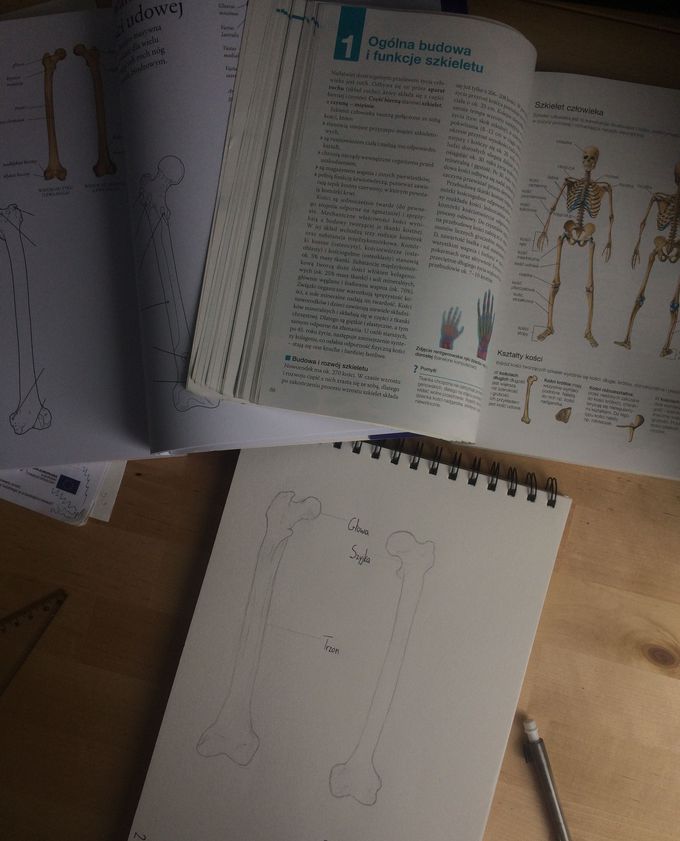 My drawing of femur