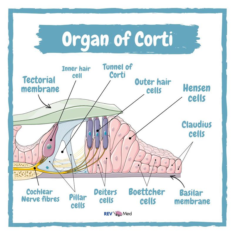 Organ Of Corti Ear Diagram Basic Human Ear Anatomy And Physiology