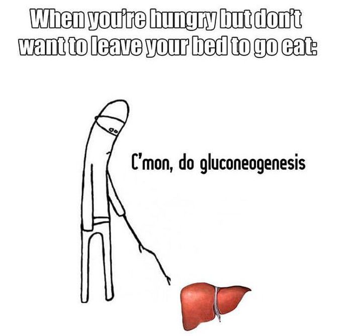 Liver