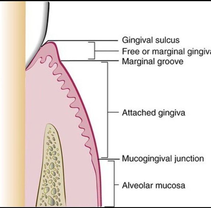 Anatomy of gingiva