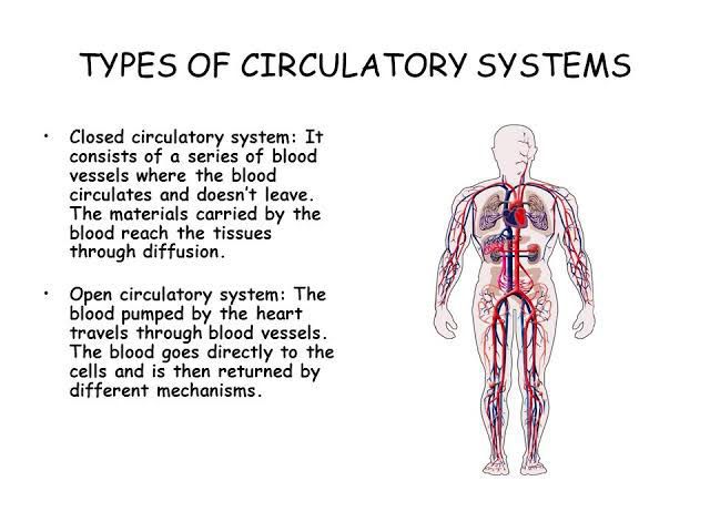 Types of circulatory systems MEDizzy