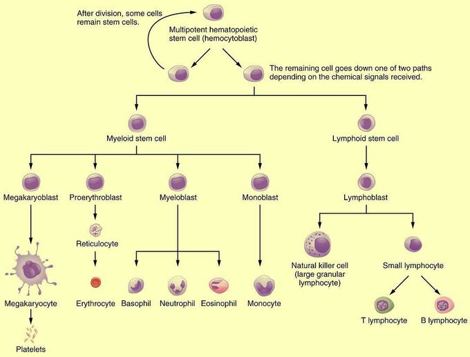 Hematopoietic stem cells