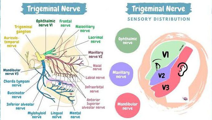 Trigeminal Nerve