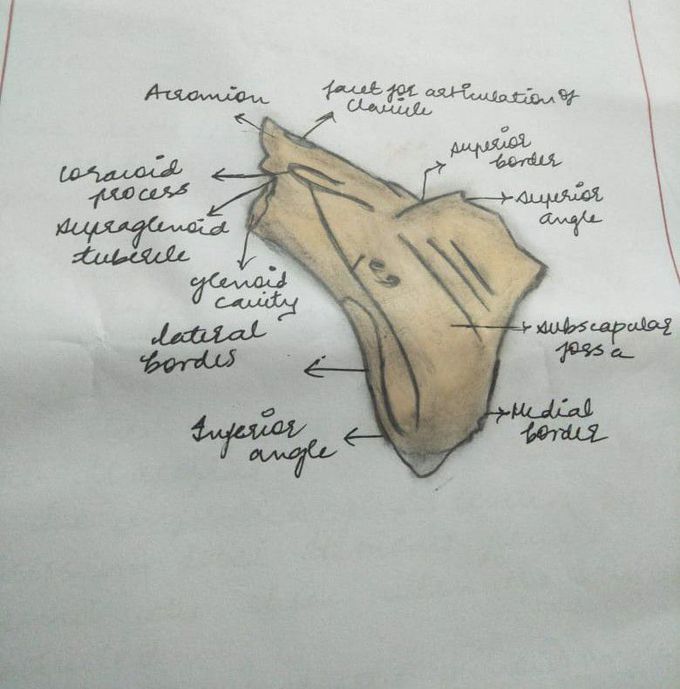 SCAPULA BONE