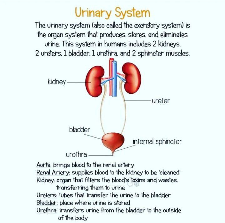 URINARY SYSTEM MEDizzy