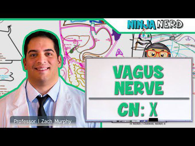 A Comprehensive Description of Vagus Nerve