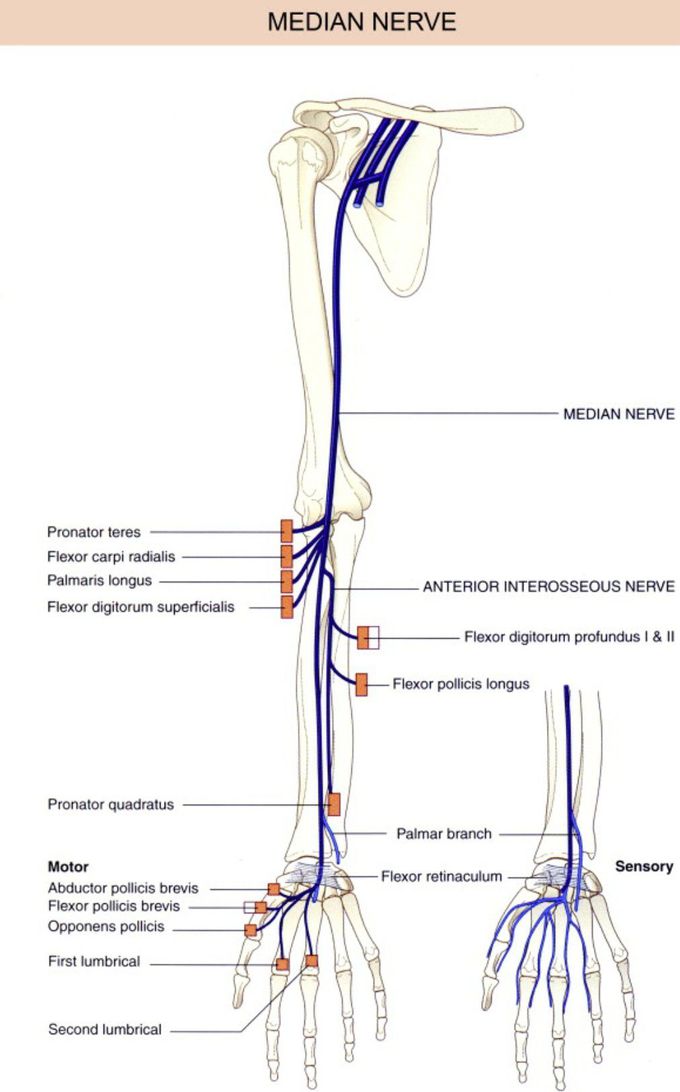 median-nerve-medizzy