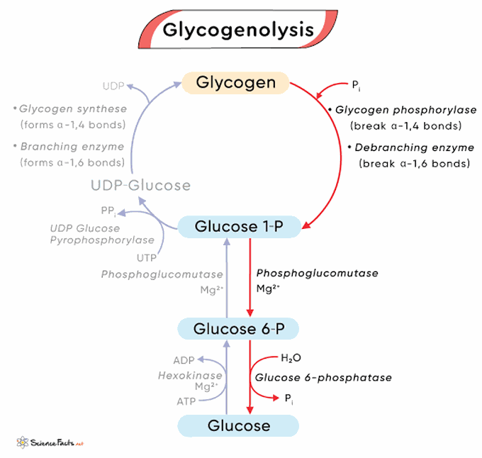 Glycogenolysis