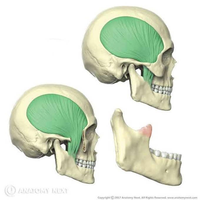 Function, Insertion and origin of temporalis