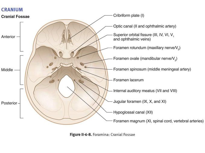 Internal Aspect of Skull - MEDizzy