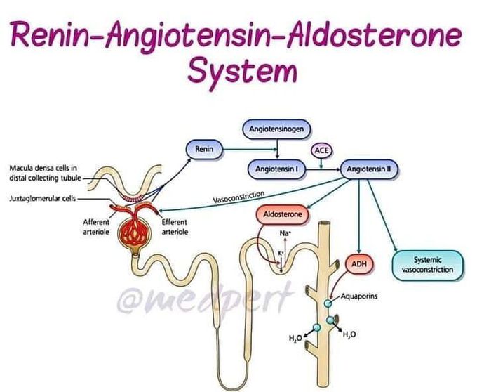 Renin Angiotensin Aldosterone system