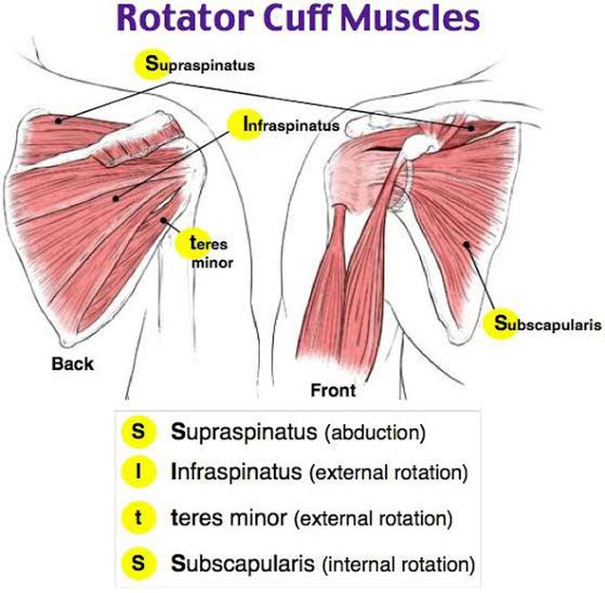 Rotator cuff muscles medizzy