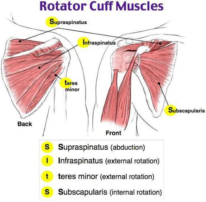 Rotator Cuff Muscles