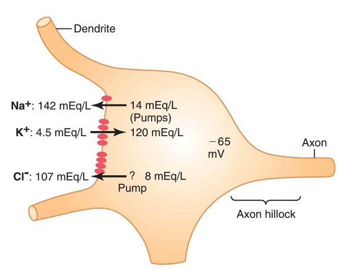 Intrasonal membrane potential