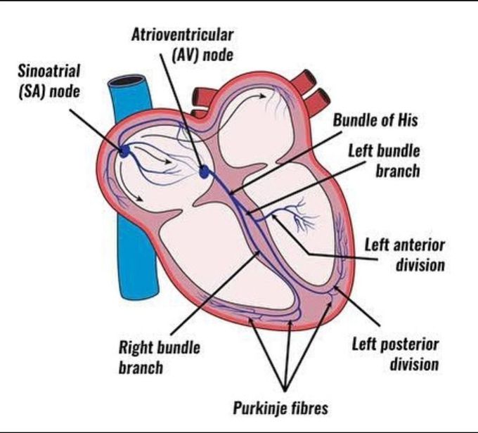 Cardiac Conduction System......