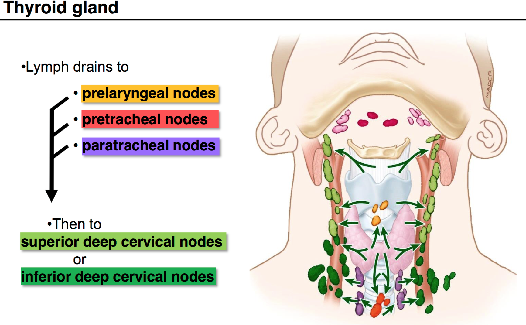 lymphatic-drainage-of-thyroid-gland-medizzy