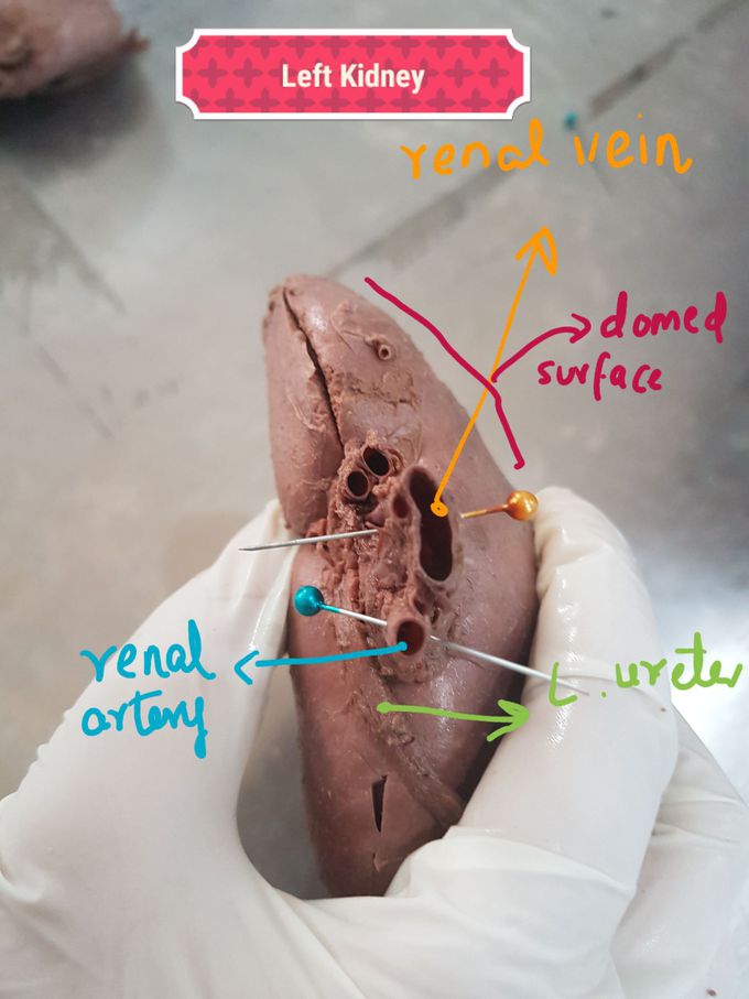 Kidney anatomical orientation(+some features)