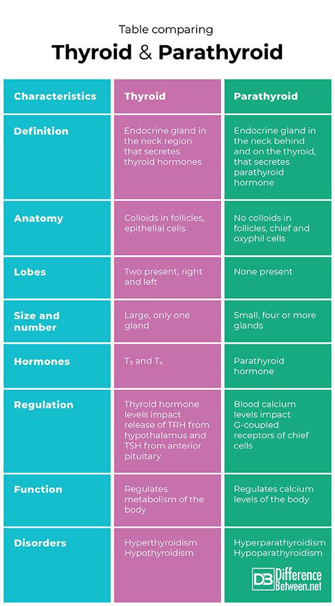 Thyroid vs Parathyroid