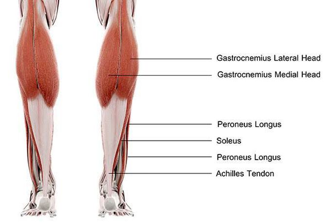 What does an achilles tendon do?
