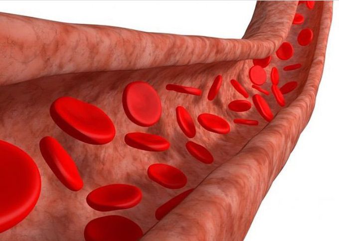 life of medicine 60,000 miles long in length! The circulatory system is extremely long. If you were to lay out all of the arteries, capillaries and veins in one adult, end-to-end, they would stretch about to 60,000 miles (100,000 kilometers)