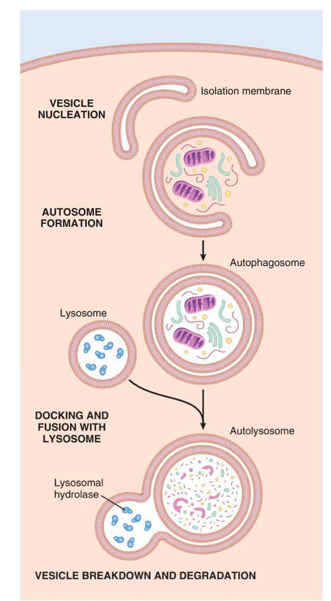 Autophagy