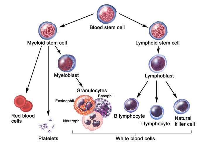 Cause of Hairy cell leukemia