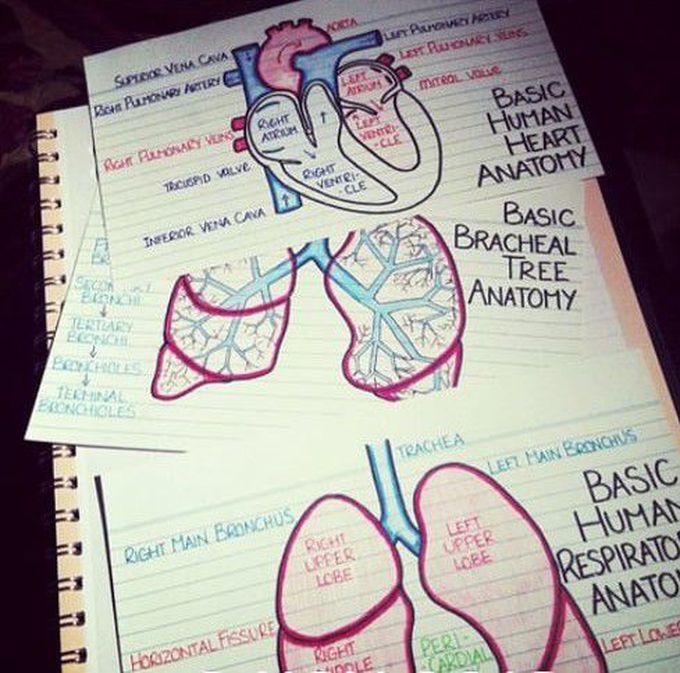 Basic human respiratory