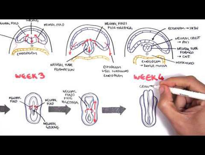 Neuralation - An In-Depth Explanation