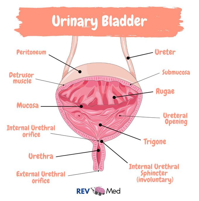 The Urinary Bladder Anatomy!