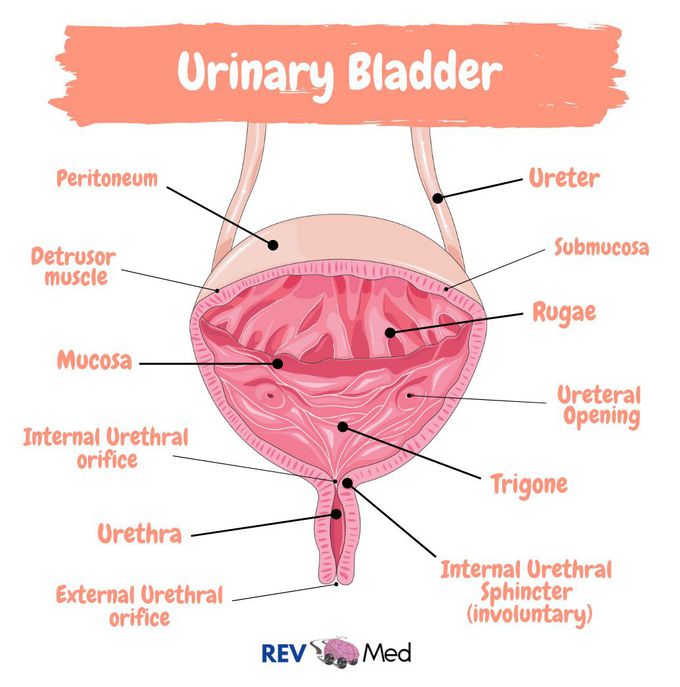 bladder diagram