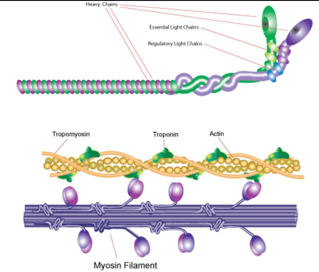 Актин и миозин рисунок