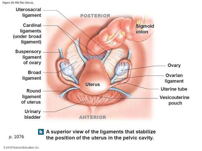 Uterus Ligament