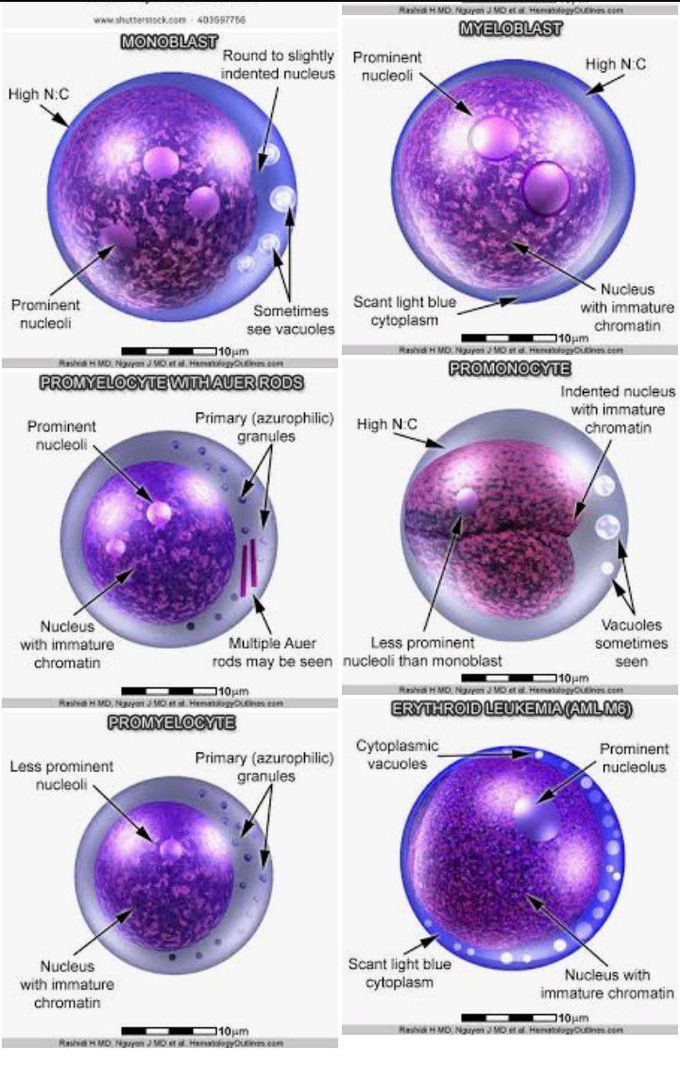 Cell img