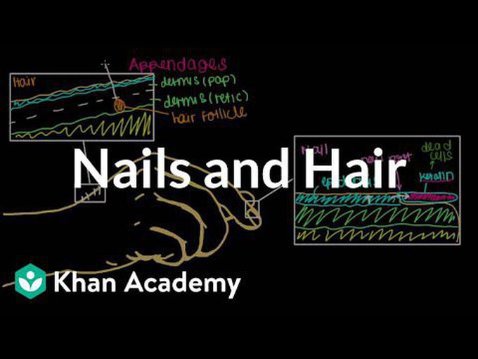 Skin Appendages- Hair and Nails - MEDizzy