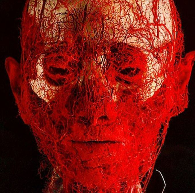 Vasculature of head and neck