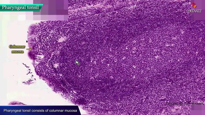 Histology of Pharyngeal tonsils - Real time histology videos : High-yield USMLE Step 1
