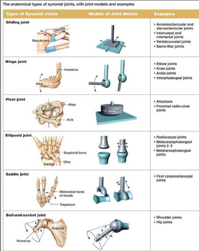 Real joints - diartrosis